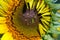 The inner flower, disc disk florets of a sunflower