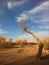 Inner Mongolia, old dead tree in desert, golden sand, yellow, china nature