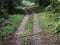 An inner road inside Manas wildlife sanctuary for tourist to view animals