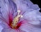 The inner of a single isolated wide open violet red hibiscus blossom with detailed texture