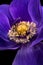 Inner of a wide open blue violet anemone blossom with a golden heart