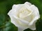 Innocence in Bloom: Exquisite White Rose Pictures to Inspire Tranquility