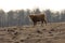 Innocence Unveiled: Adorable Wild Cow Calf Amidst Early Spring