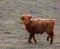 Innocence Unveiled: Adorable Wild Cow Calf Amidst Early Spring