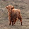 Innocence Unveiled: Adorable Wild Cow Calf Amidst Early Spring