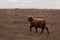 Innocence Unveiled: Adorable Wild Cow Calf Amidst Early Spring