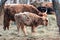 Innocence Unveiled: Adorable Wild Cow Calf Amidst Early Spring