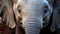 Innocence Unveiled: Baby Elephant\\\'s Big, Enchanting Eyes