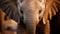 Innocence Unveiled: Baby Elephant\\\'s Big, Enchanting Eyes