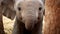 Innocence Unveiled: Baby Elephant\\\'s Big, Enchanting Eyes