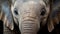 Innocence Unveiled: Baby Elephant\\\'s Big, Enchanting Eyes