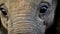 Innocence Unveiled: Baby Elephant\\\'s Big, Enchanting Eyes