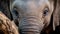 Innocence Unveiled: Baby Elephant\\\'s Big, Enchanting Eyes