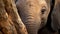 Innocence Unveiled: Baby Elephant\\\'s Big, Enchanting Eyes