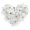 Innocence White Petunia Heart for Valentine day. Love symbol in