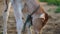 Innocent Cow kid in a pet farm. Standing calf with curious sight, seeing at camera with blurred background. Symbol of Lord Shiva