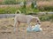 Innocent cute street puppy playing with plastic landscape outdoor photography