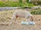 Innocent cute street puppy playing with plastic in outside