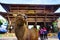 The Innocent Deer at the gate of Todaiji Temple at Nara