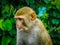 Innocent face monkey thinking something deep