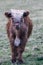 Innocent Gaze: Highland Cattle Calf Amidst Nature