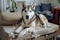 Innocent husky dog on destroyed sofa. Generate ai