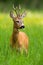 Innocent roe deer buck standing in fresh green grass in summer