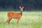 Innocent roe deer doe facing camera on meadow early in the summer morning