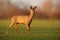 Innocent roe deer doe looking aside from side view on sunny spring evening.