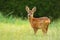 Innocent roe deer fawn