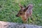 Innocent roe deer fawn. Y
