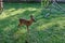 Innocent roe deer fawn. Y