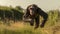 Innovating Techniques: A Celebrity Photography Contest Winner Captures A Running Chimpanzee