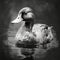 Innovative Black And White Duck Art: Realistic Minimalism With Hyper-realistic Details