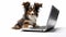 Innovative Multimedia: Small Dog In Front Of Laptop