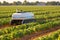 Innovative robotic vegetable harvesting system operating autonomously in a lush and bountiful field