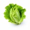 Innovative Techniques: Stunning Half Lettuce Image On White Background