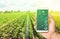 Innovative technologies in agriculture. The use of Internet of Things technologies in farming. Increase crop efficiency and