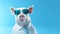 Innovative White Pig In Business Suit And Sunglasses