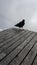 Innsbruck, Tirol/Austria - September 21 2017: blackbird looking for some food on the picknick table at the terrace deck of