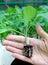 Inoculation plant seedling pepper in hand