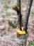 Inoculation in the spring of apple trees in raspis. Crossbreeding