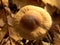 Inocybe napipes