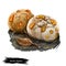 Inonotus dryadeus, warted oak bracket, weeping polypore or conk mushroom closeup digital art illustration. Rusty brown boletus has