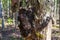 Inonotus obliquus. black birch mushroom. Chaga, a fungal infection on the trunk of a birch tree. ethnoscience. natural medicine.