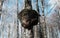 Inonotus obliquus or Chaga mushroom on trunk birch tree. Fungus, black mass and birch canker polypore.