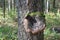 Inonotus obliquus on the trunk of a tree. Parasitic plant.