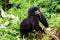 Inquisitive baby gorilla