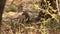 An inquisitive banded mongoose in the Madikwe Game Reserve