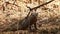 An inquisitive banded mongoose in the Madikwe Game Reserve